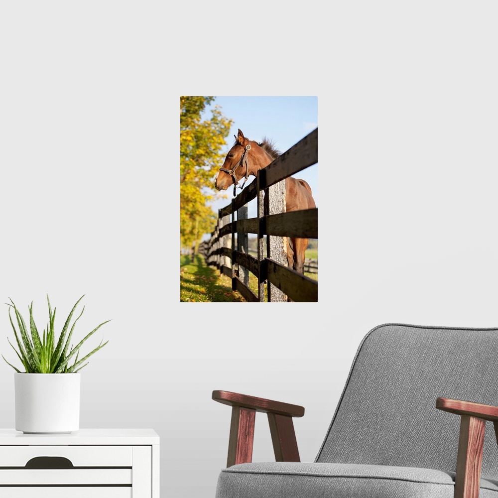 A modern room featuring Horse By Farm Fence In Autumn, Caledon, Ontario, Canada