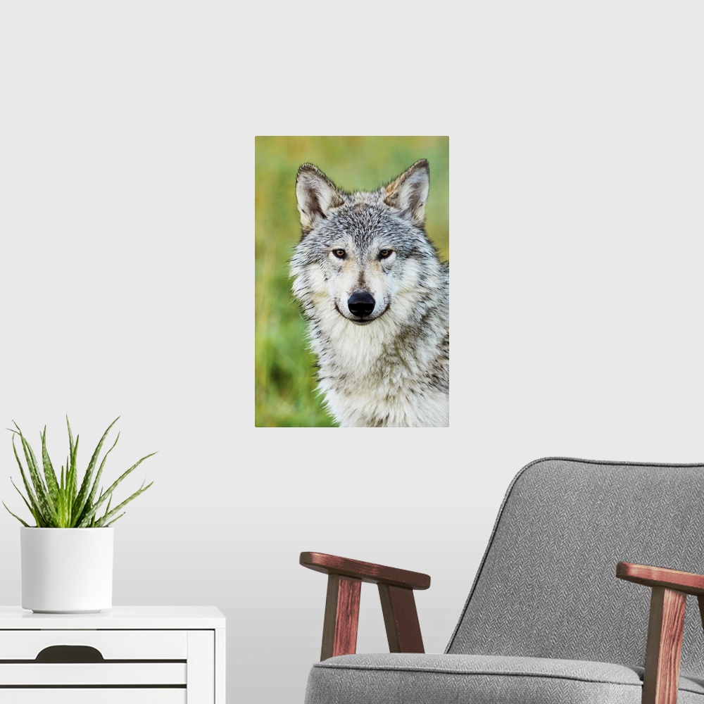 A modern room featuring Immature female wolf (canis lupus), captive at the Alaska Wildlife Conservation Center, South-cen...