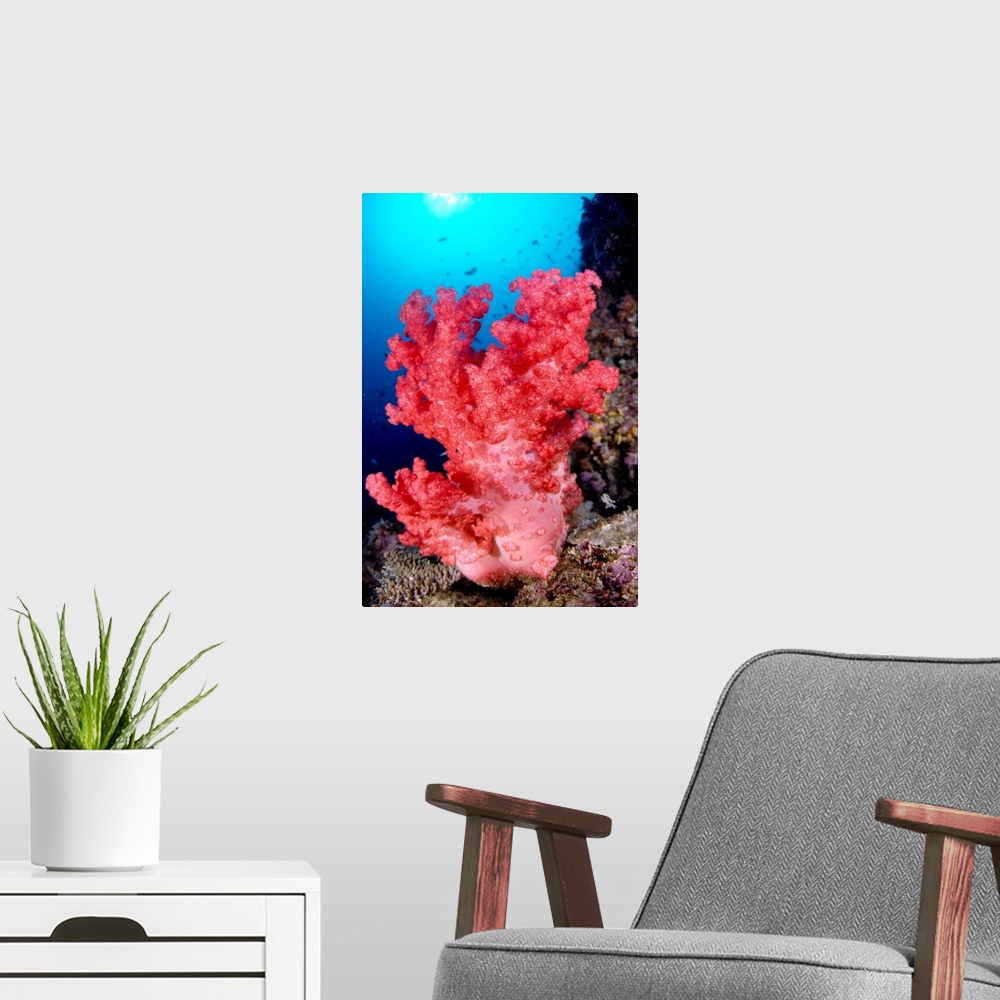 A modern room featuring Indonesia, Alcyonarian Coral Large Pink, Reef Scene In Blue Ocean