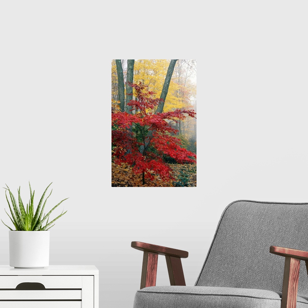 A modern room featuring Long vertical photo print of warm fall foliage in a foggy forest.