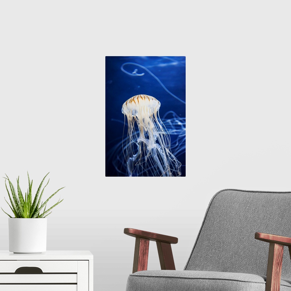 A modern room featuring Jellyfish at the Aquarium of the Bay. San Francisco, California, United States of America.