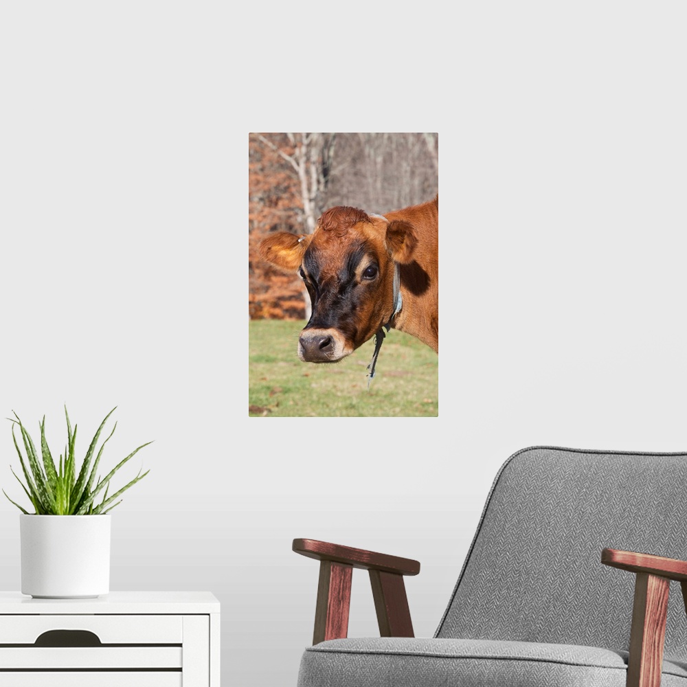 A modern room featuring Jersey cow in autumn pasture, Baldwin Brook Farm, Canterbury, Connecticut