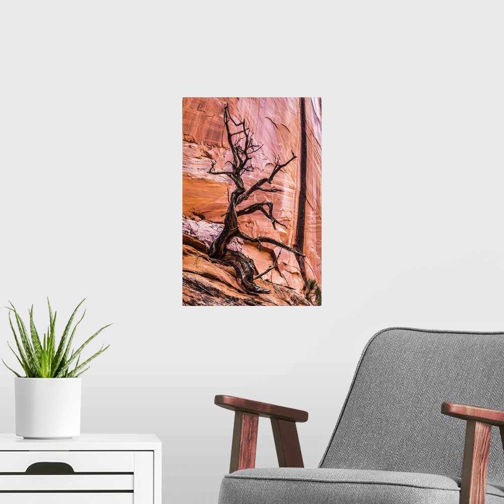 A modern room featuring Leafless juniper tree (Juniper scopulorum) and red, sandstone rock wall in the Grand StaircaseoEs...