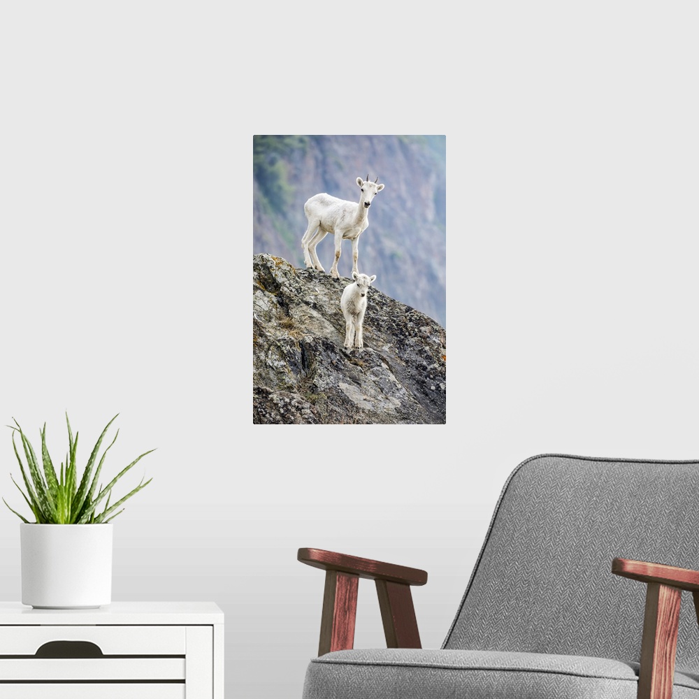 A modern room featuring A lamb and an older Dall sheep (Ovis dalli) look at camera from their rocky hillside in the Windy...