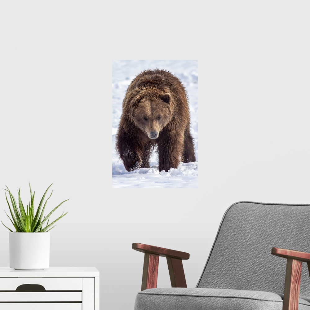 A modern room featuring Large male brown bear (ursus arctos) walks towards camera in snow, captive at Alaska wildlife con...