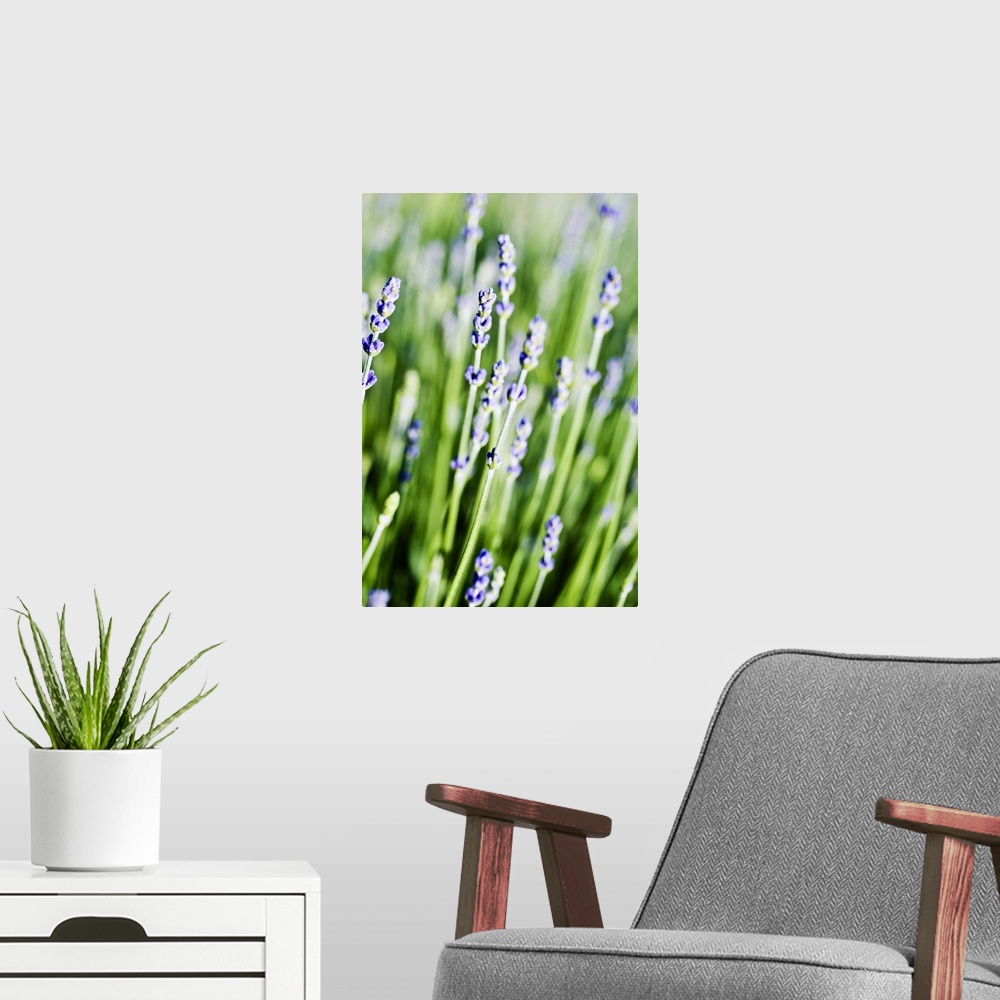 A modern room featuring Lavender (Lavandula Angustifolia) Sprigs Growing In Field