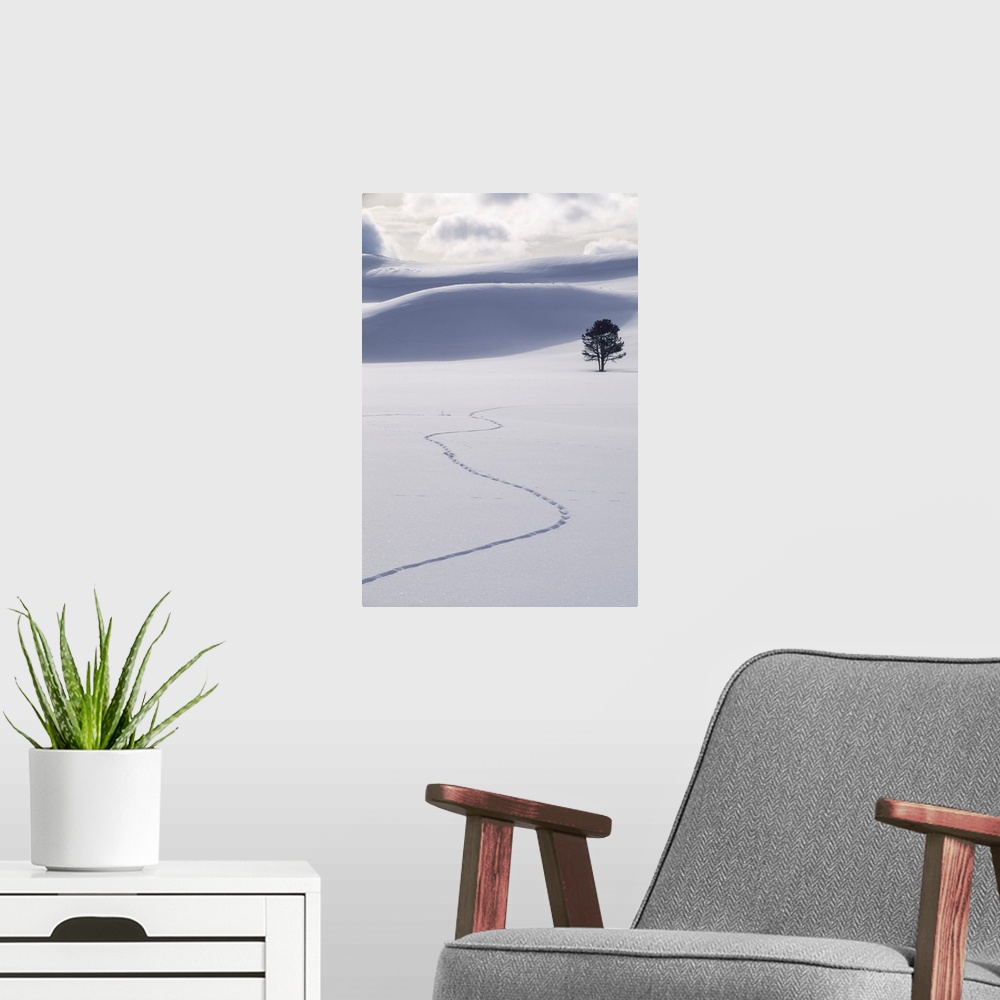 A modern room featuring A lone lodgepole pine tree (Pinus contorta) and coyote tracks in fresh snow Yellowstone National ...
