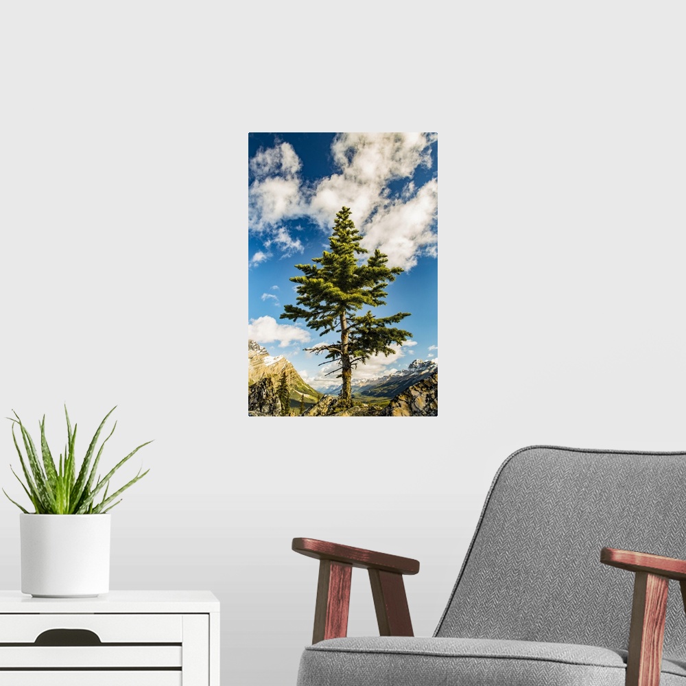 A modern room featuring A lone coniferous tree grows along a rocky ridge in the Rocky Mountains, Banff National Park; Alb...