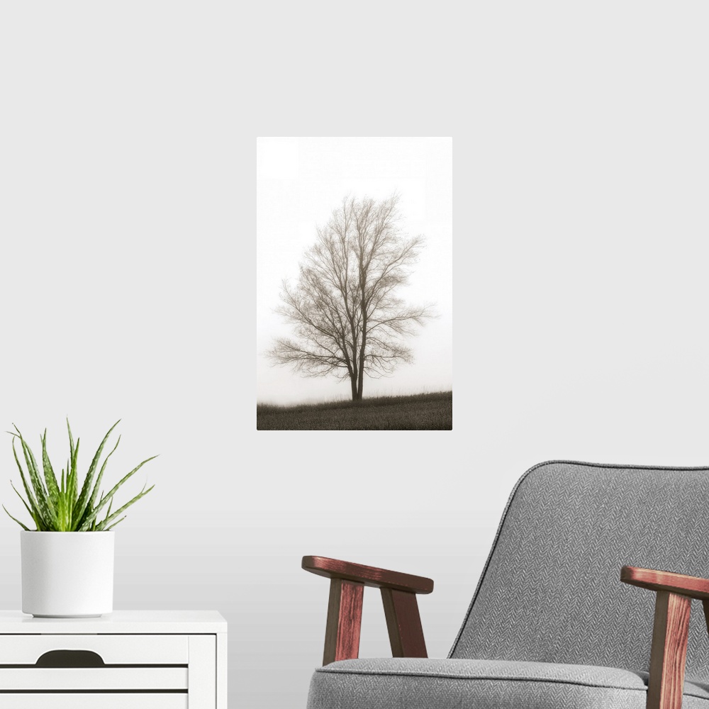 A modern room featuring Lone Tree In The Mist