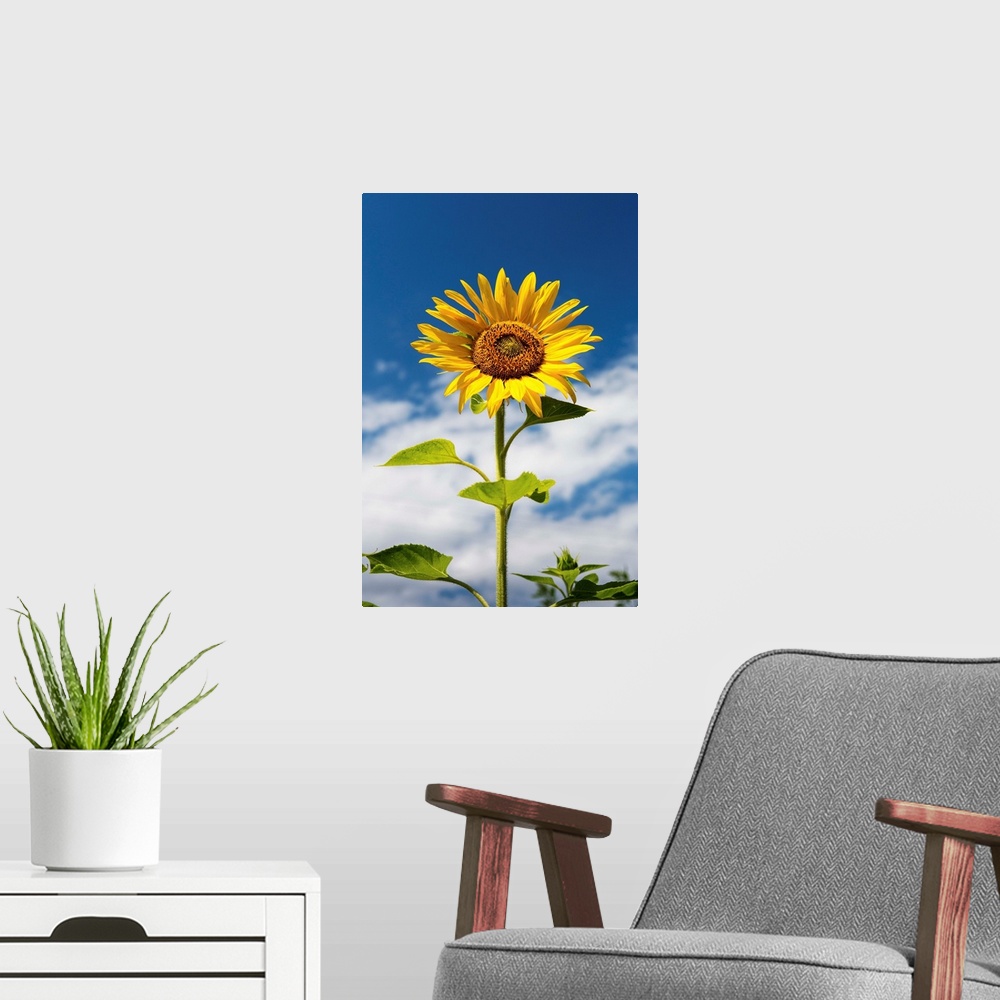 A modern room featuring Low angle close up of a sunflower with blue sky and clouds, Alberta, Canada.