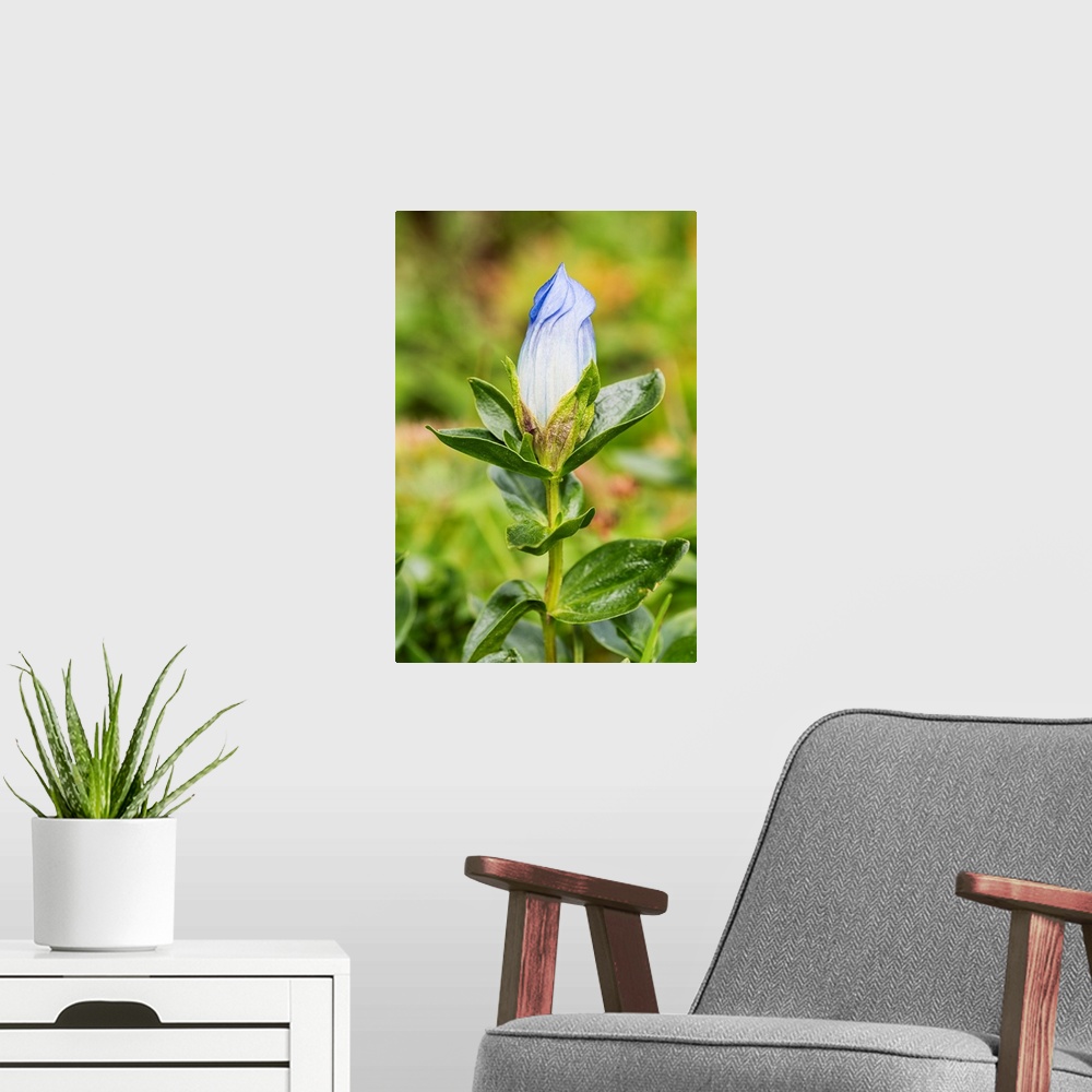 A modern room featuring Macro of Broadpetal Gentian (Gentiana platypetala) at Crow Pass in Chugach National Forest in Ala...