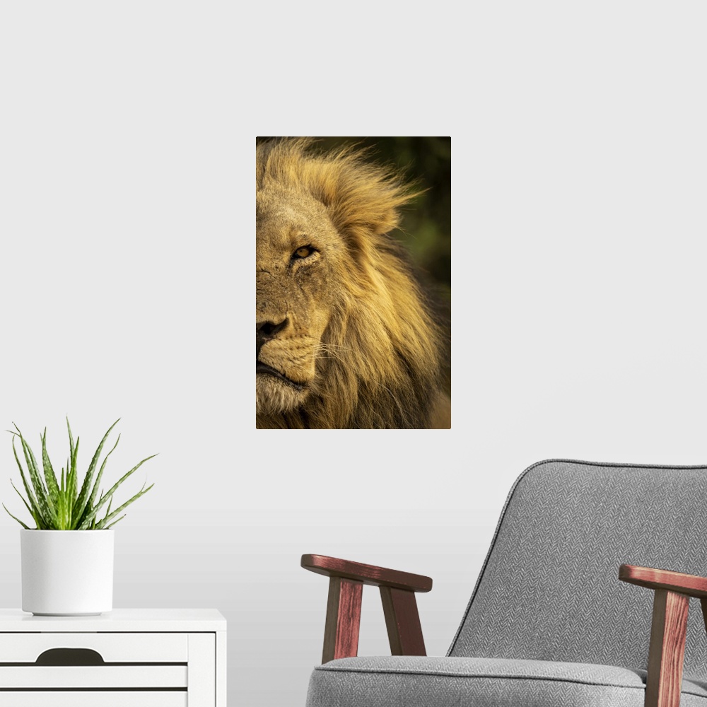 A modern room featuring Close-up detail of half a male lion face and head, (Panthera leo) portrait, in Chobe National Par...