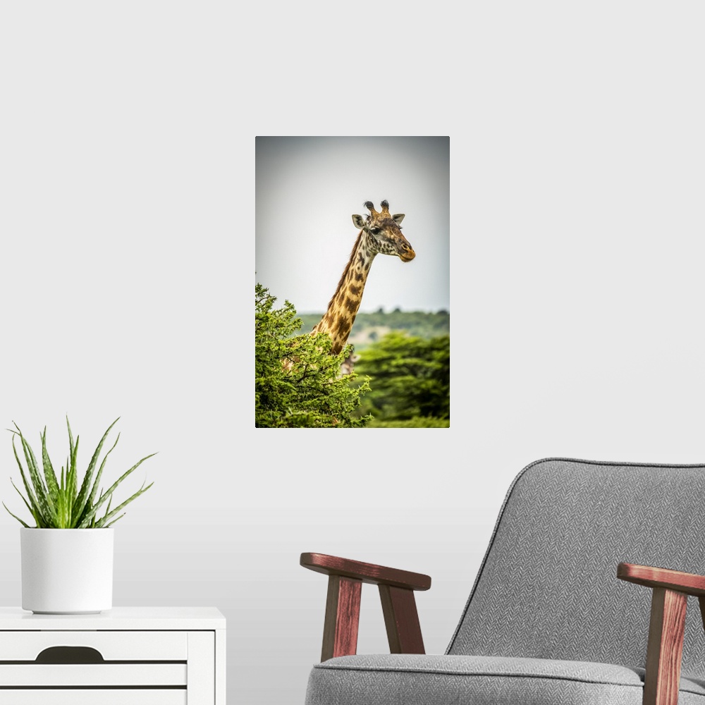 A modern room featuring Masai giraffe (Giraffa camelopardalis tippelskirchii) pokes head above leafy bush, Cottars 1920s ...