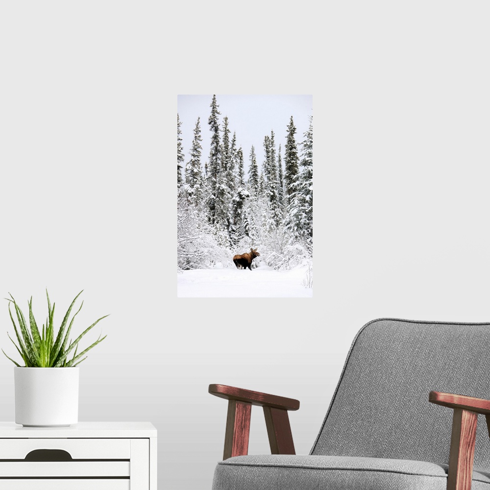 A modern room featuring Moose In Deep Snow, Near Teslin, Yukon, Canada