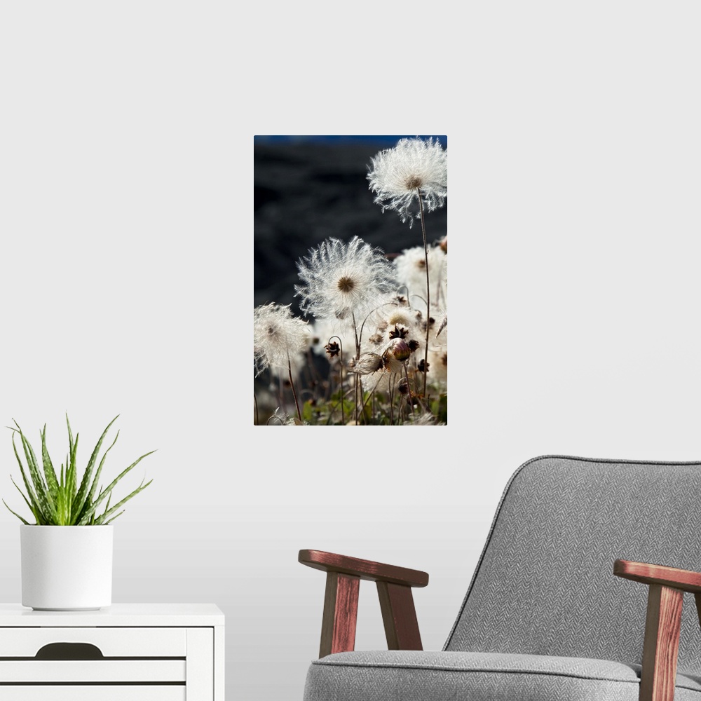 A modern room featuring Close up view of mountain avens that have gone to seed on the moraine of Root and Kennecott Glaci...