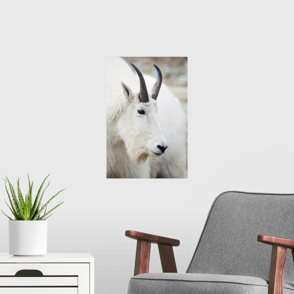 A modern room featuring Mountain Goat In Alberta, Canada