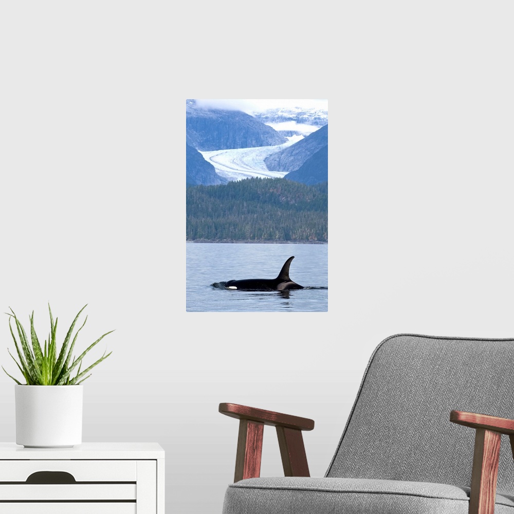 A modern room featuring Orca Whale surfaces in Favorite Passage with Eagle Glacier and coastal mountains beyond, Tongass ...