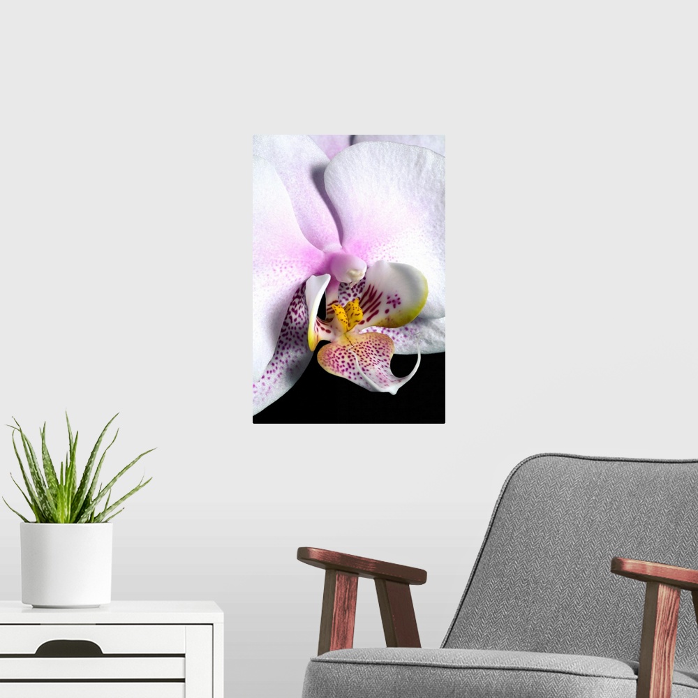 A modern room featuring Orchid