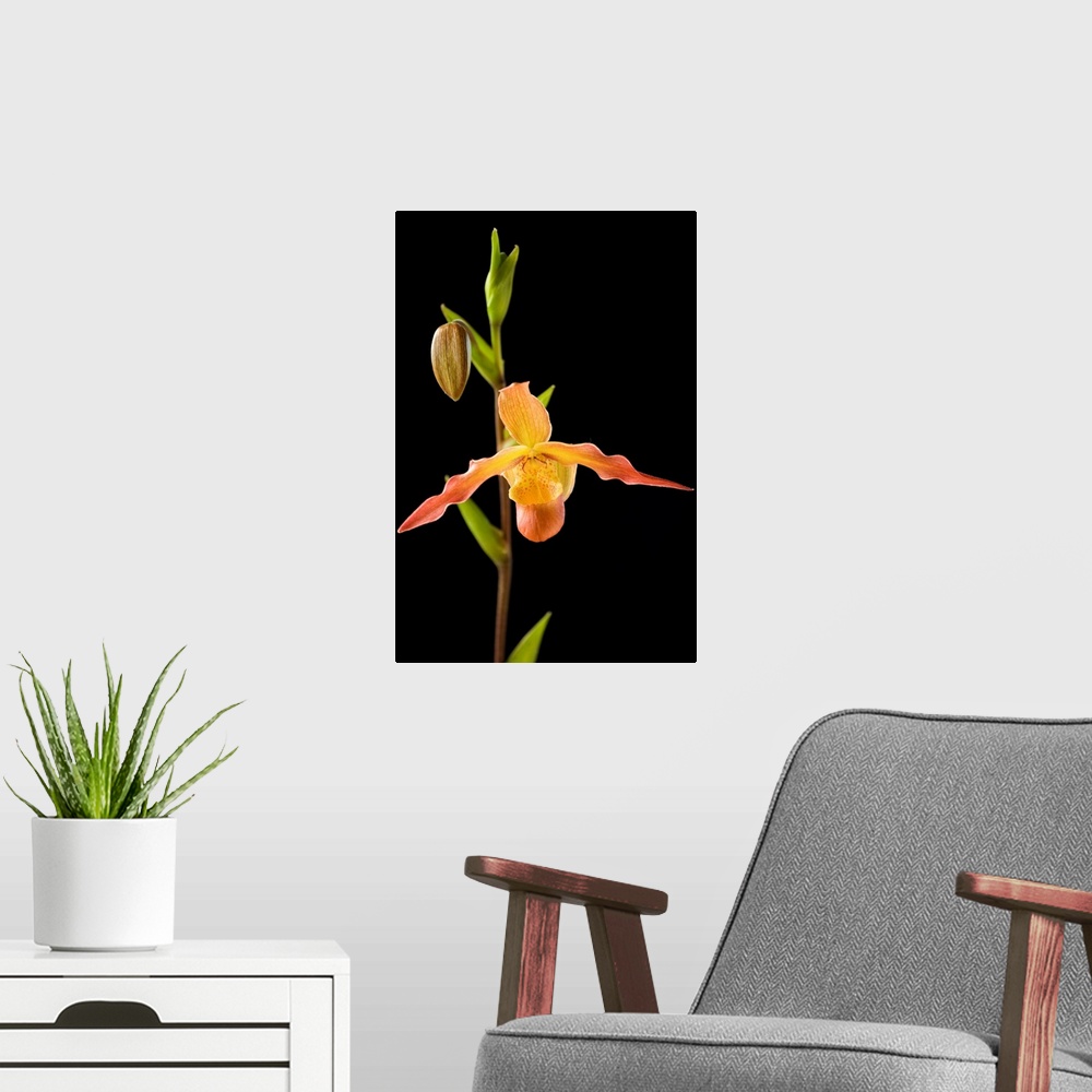 A modern room featuring Orchid On Black Background