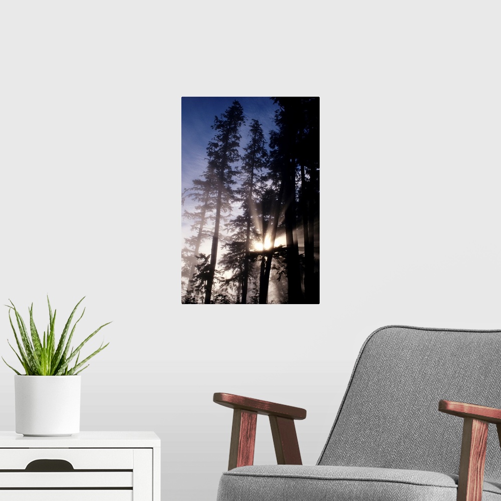 A modern room featuring Oregon, Cape Perpetua, Siuslaw National Forest, Sunlight Filtering Through Fir Trees