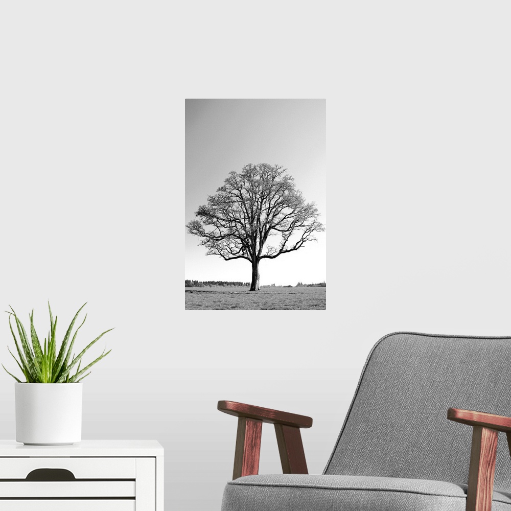 A modern room featuring Oregon, Willamette Valley, Oak tree in early spring season