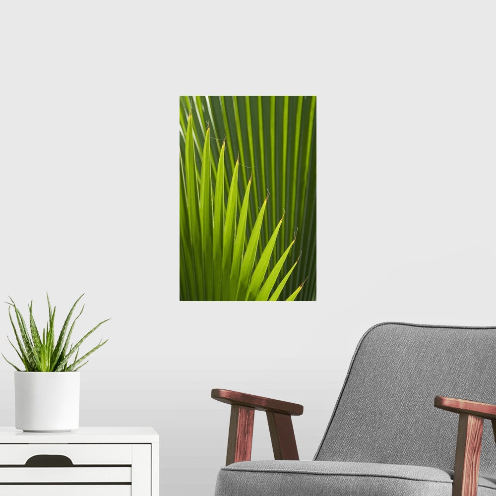 A modern room featuring Detail of palm tree, Grenada
