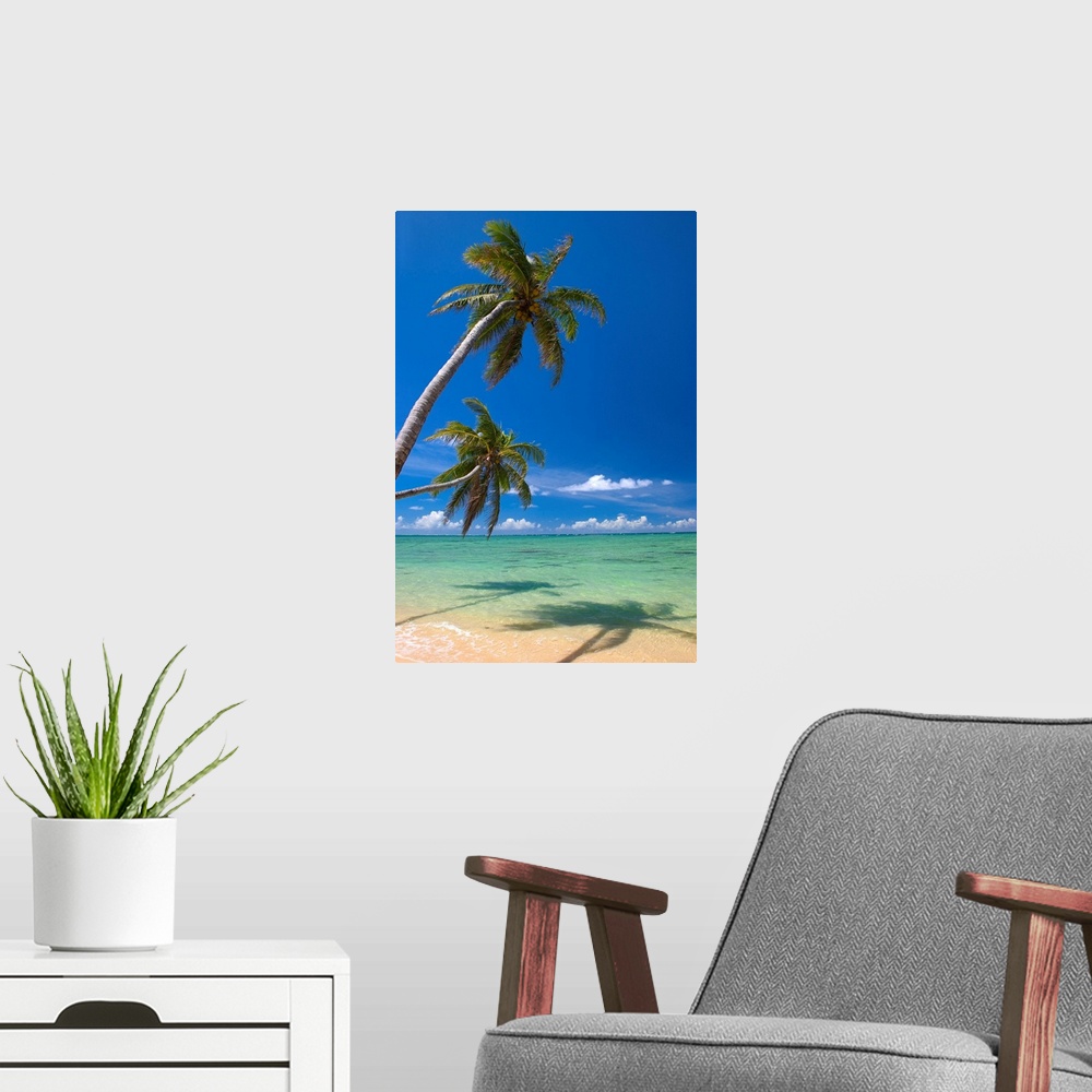 A modern room featuring Palm Trees Lean And Cast Shadow On Beach With Turquoise Ocean