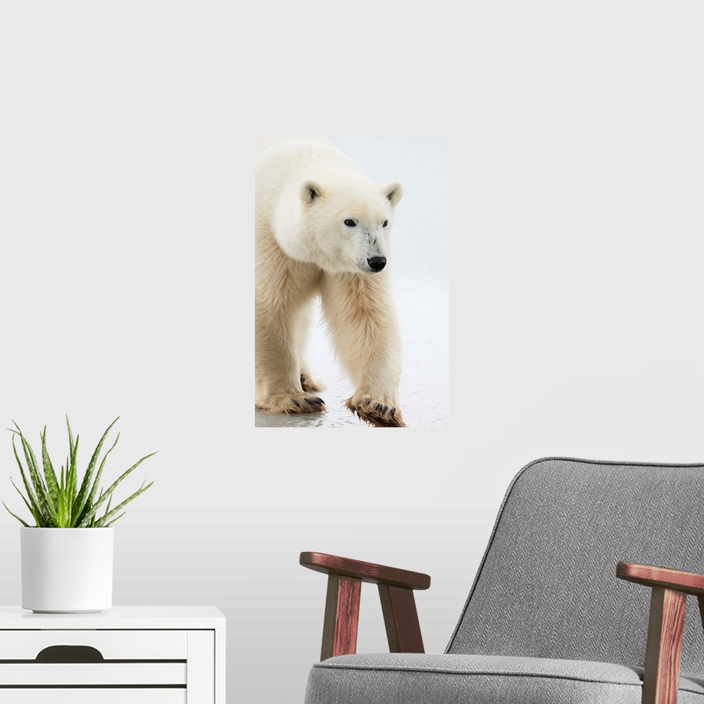 A modern room featuring Polar Bear