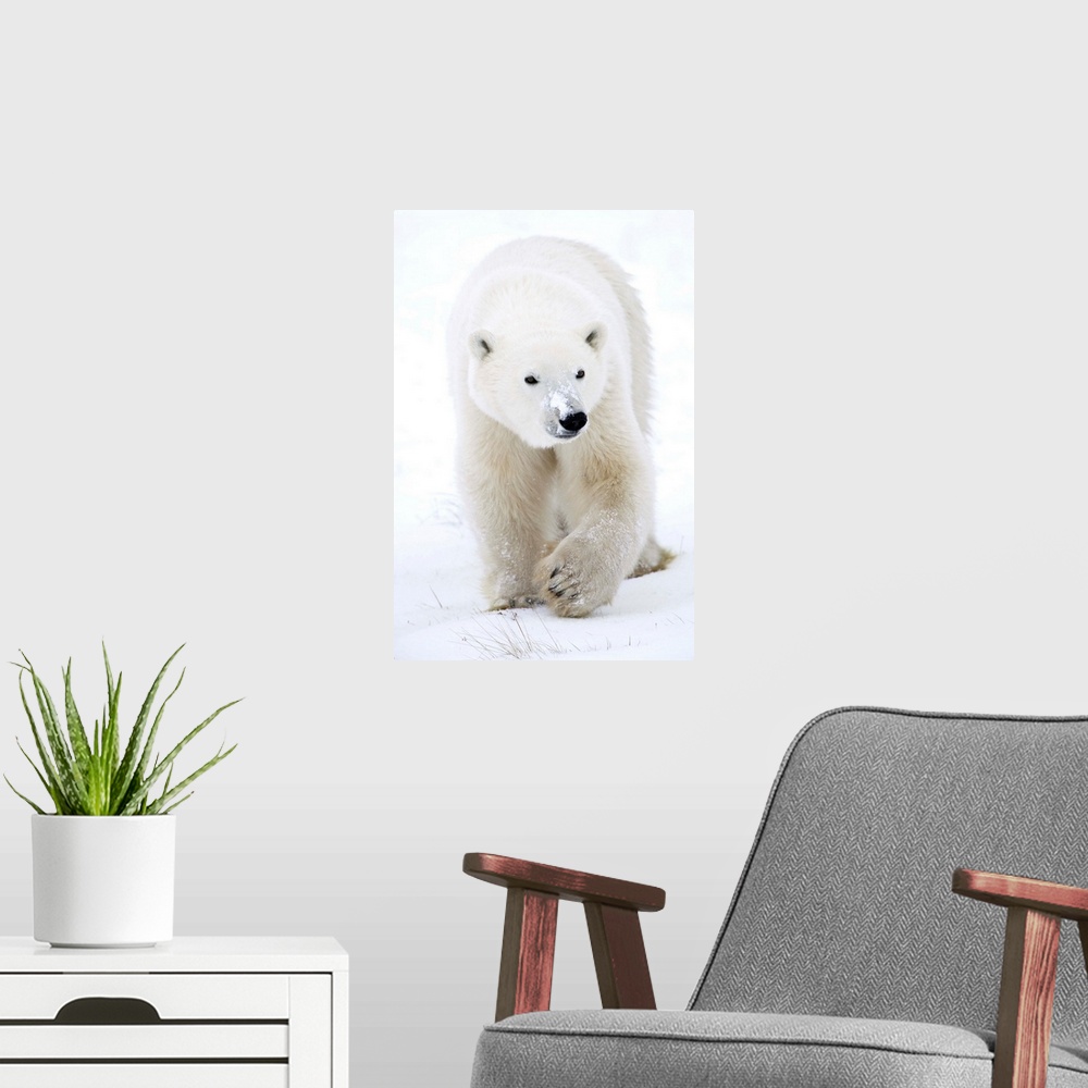 A modern room featuring Polar Bear Walking