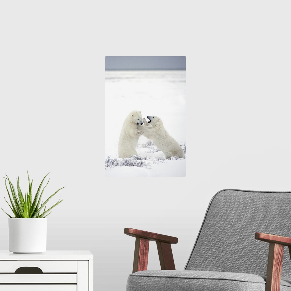A modern room featuring Polar Bears Fighting