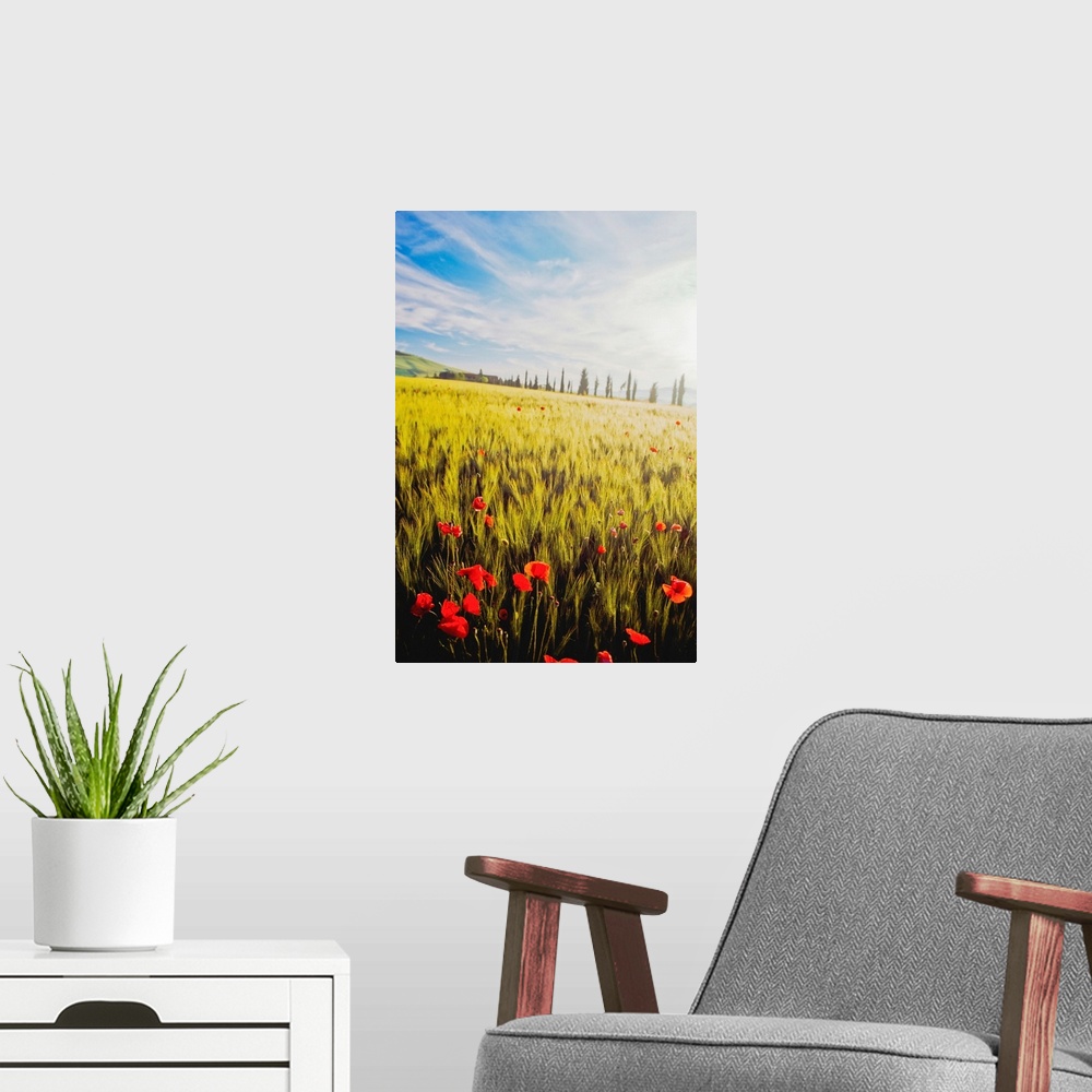 A modern room featuring Poppies In Wheat Field At Dawn