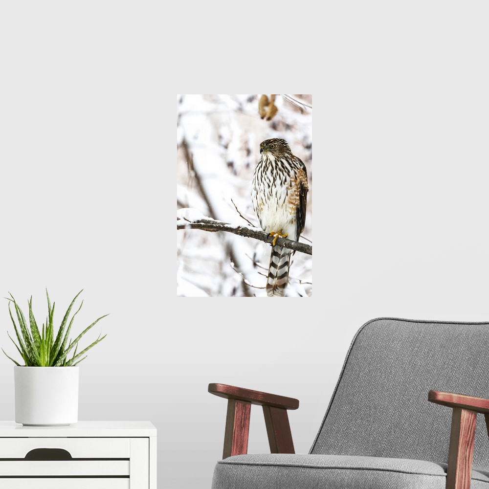 A modern room featuring Portrait of a bird sitting on a tree branch in winter; Montreal, Quebec, Canada