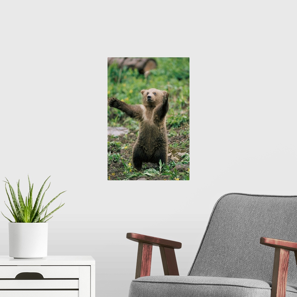 A modern room featuring Portrait of a brown bear cub (Ursus arctos) balancing on its hind legs, standing upright with its...