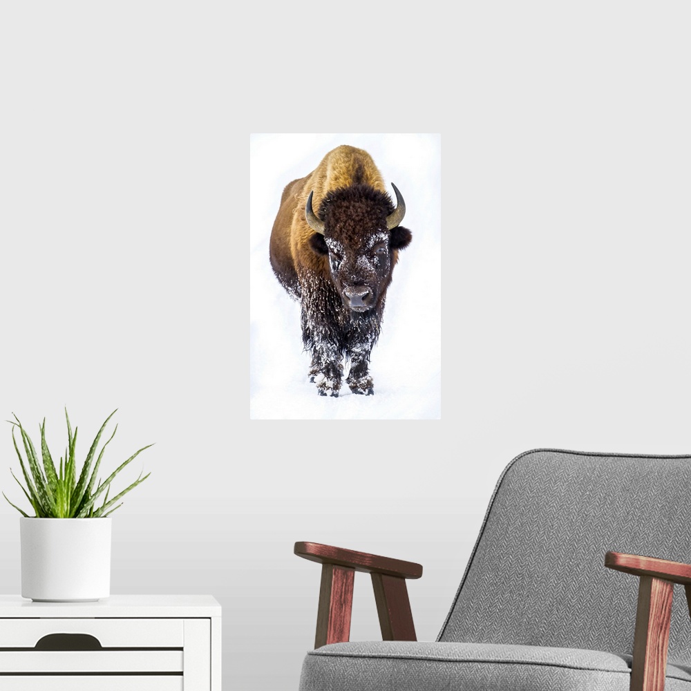 A modern room featuring Portrait of a buffalo, Bison bison.