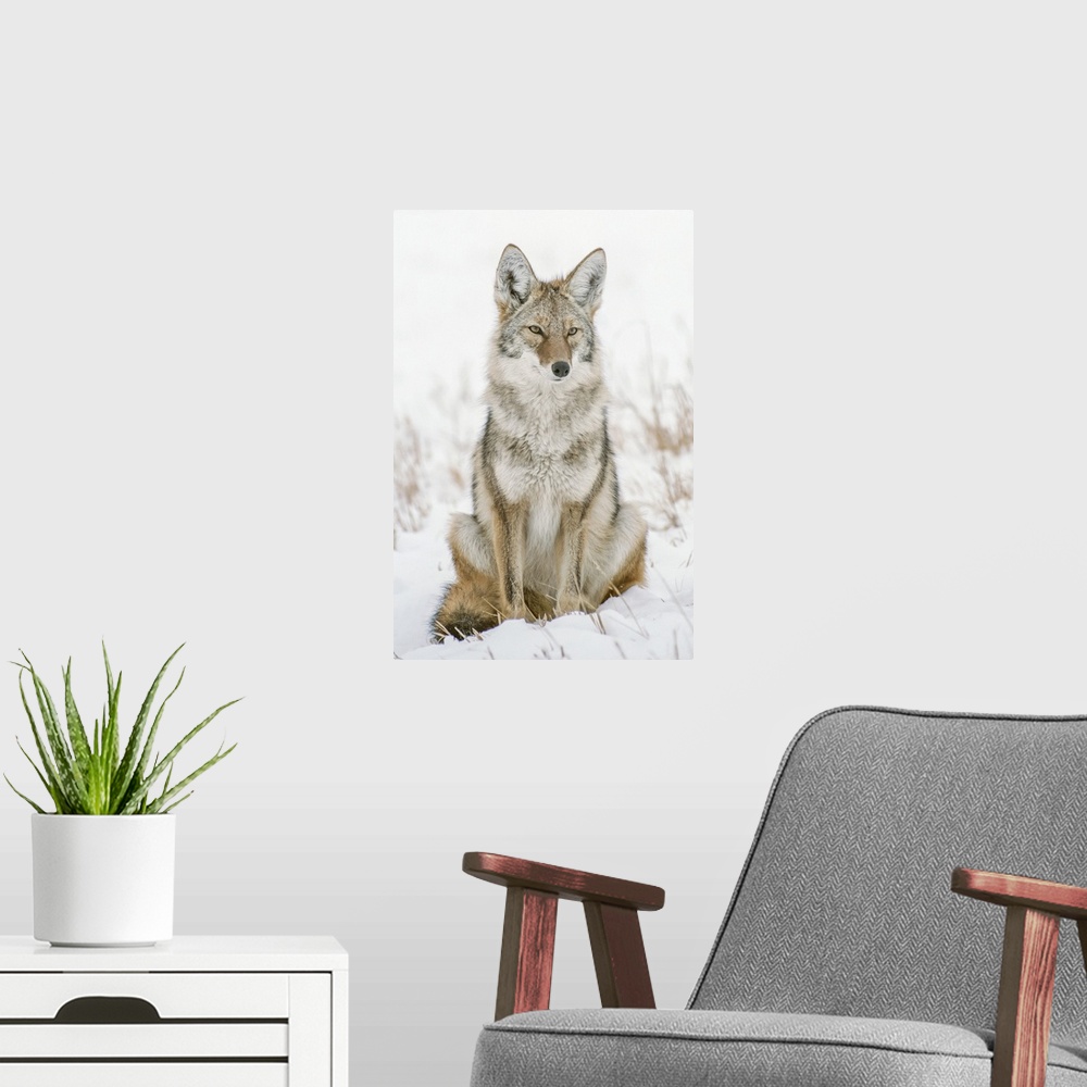 A modern room featuring Portrait Of A Coyote Sitting In A Snow Covered Field Keeping Watch