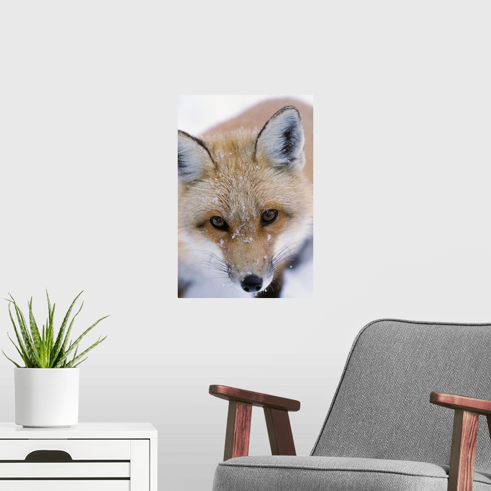 A modern room featuring Portrait Of Adult Red Fox