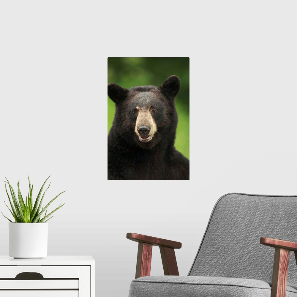 A modern room featuring Portrait Of Black Bear, Minnesota
