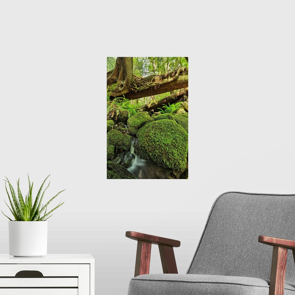 A modern room featuring Rainforest in Avatar Grove near Tofino, British Columbia, Canada
