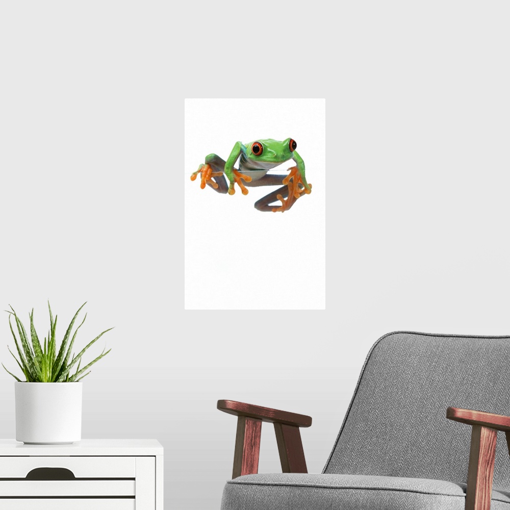 A modern room featuring Red-Eyed Treefrog