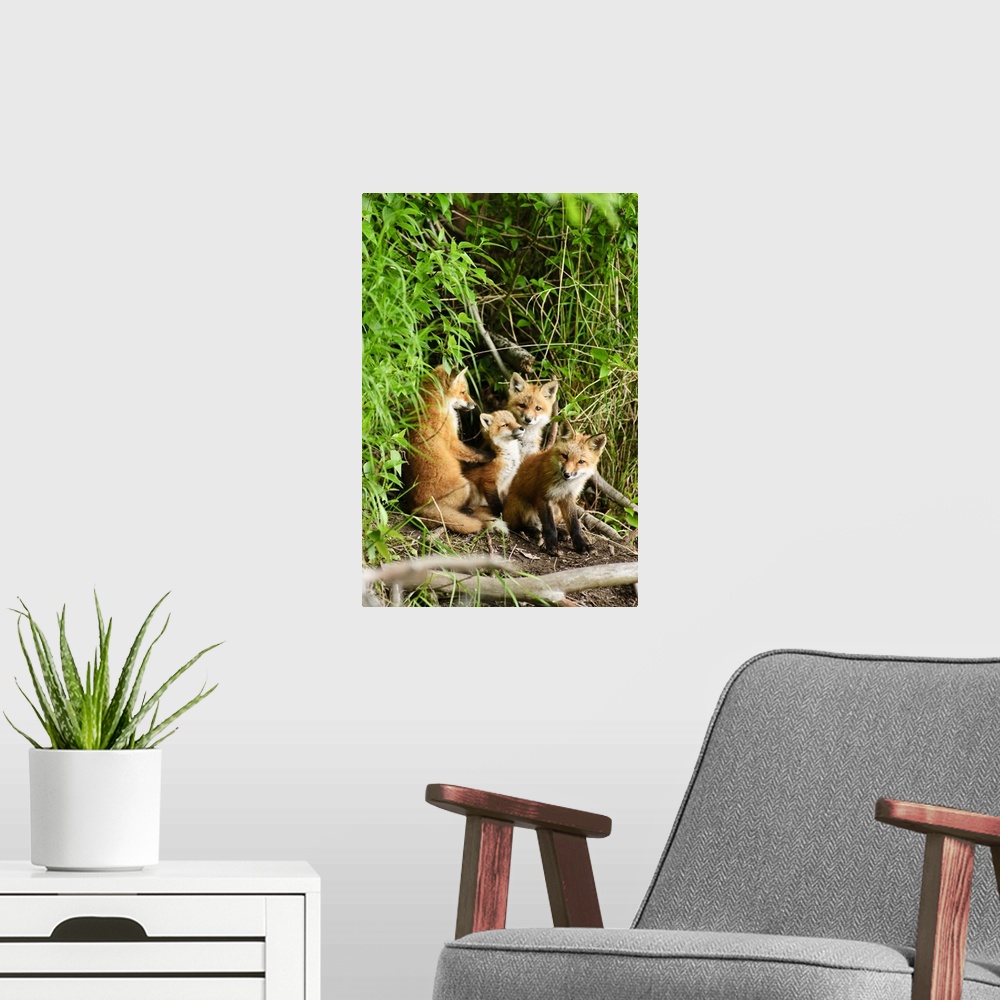 A modern room featuring Red Fox Kits Playing Close To Their Den During Summer In Alaska