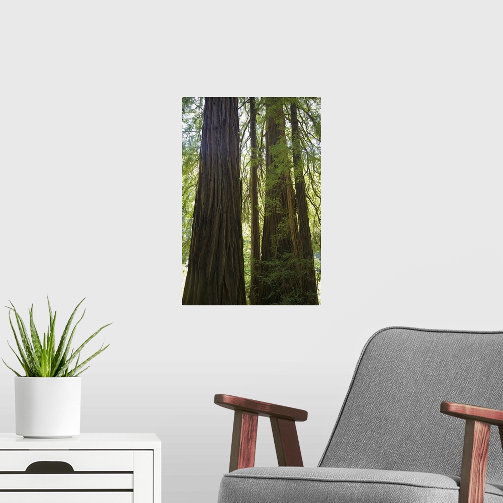 A modern room featuring Redwoods In Muir Woods National Monument, Marin County, California