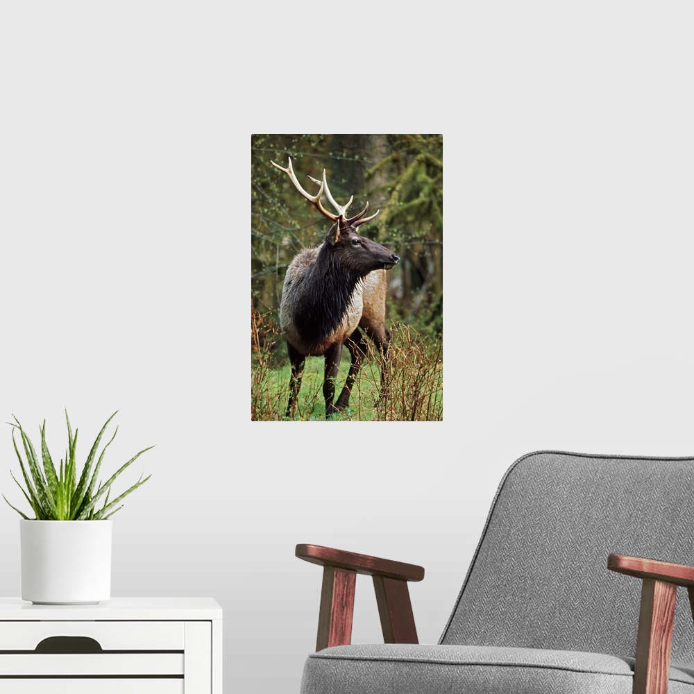 A modern room featuring Roosevelt Elk (Cervus Canadensis Roosevelti); Olympic National Park, Washington