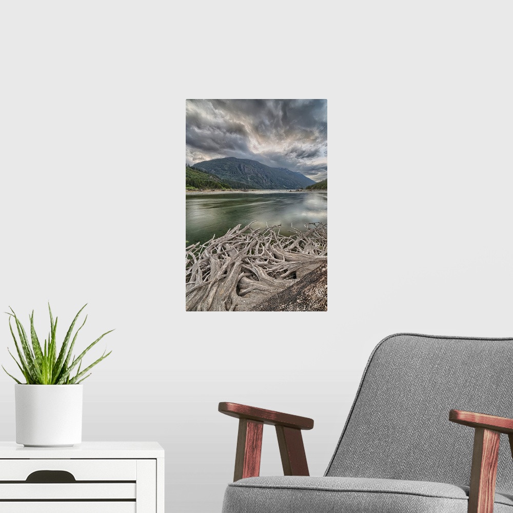 A modern room featuring Roots from an old stump along the shores of Buttle Lake, Strathcona Provincial Park, Canada