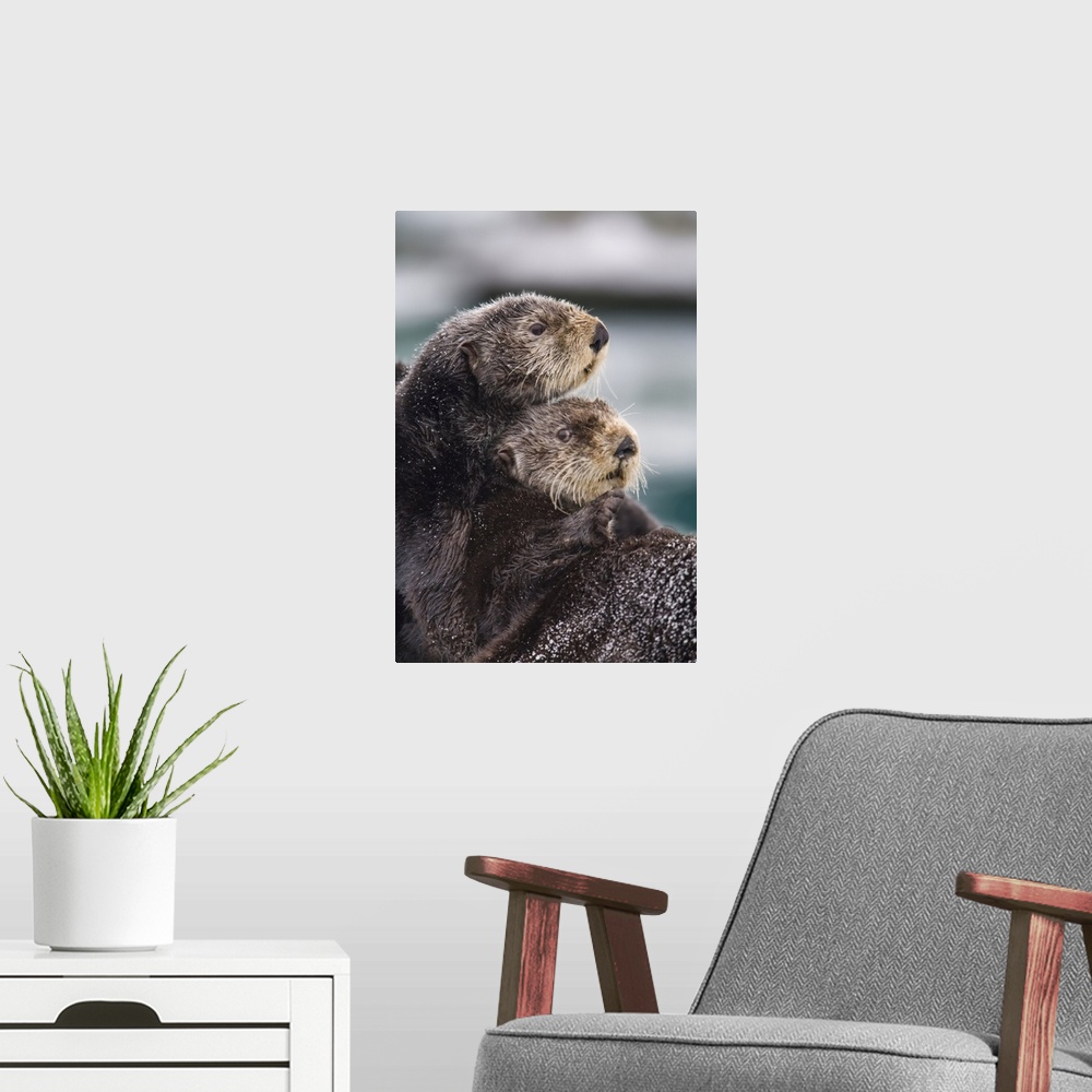 A modern room featuring Close Up View Of Sea Otters Huddled Together, Prince William Sound, Southcentral Alaska, Winter