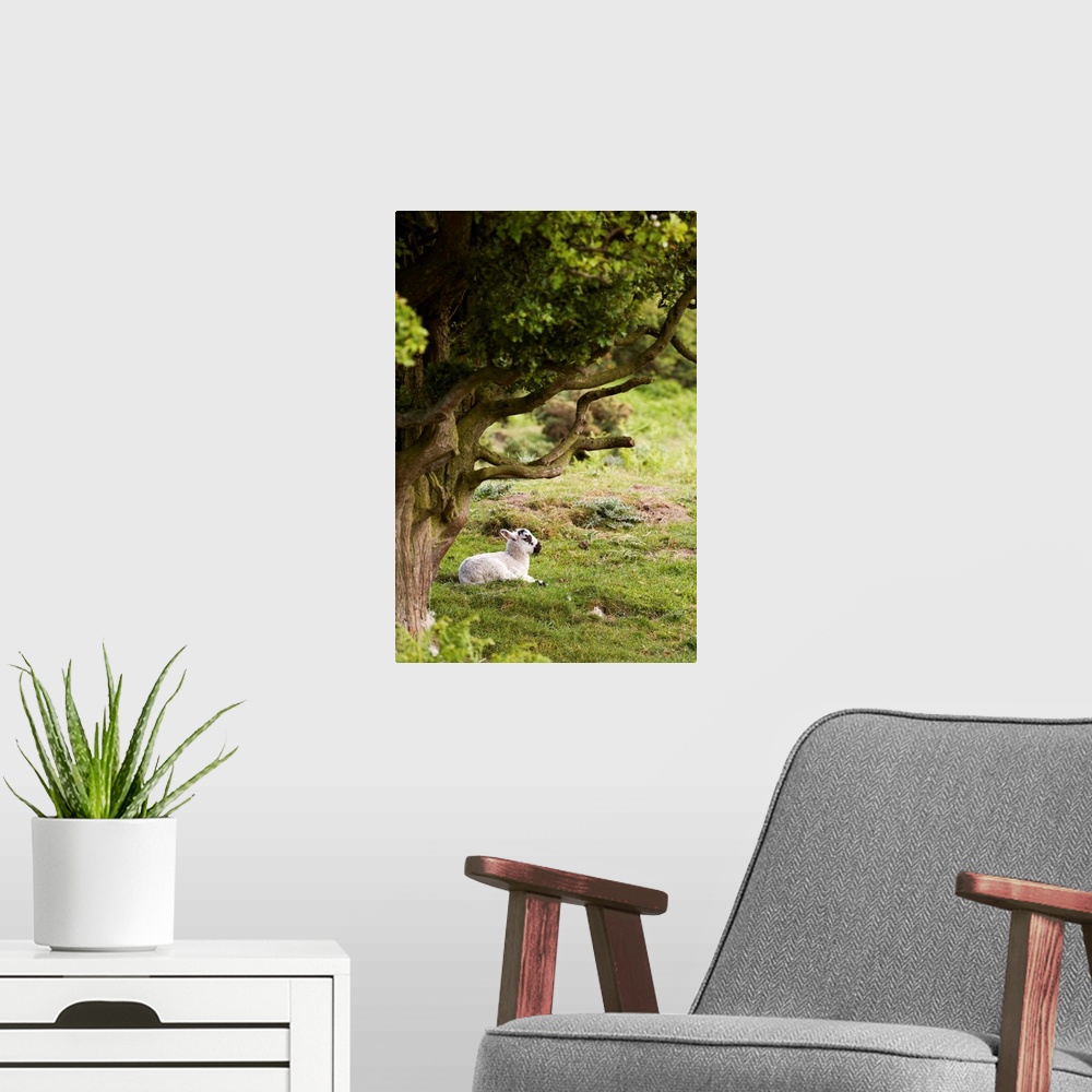 A modern room featuring Sheep Lying Under Tree