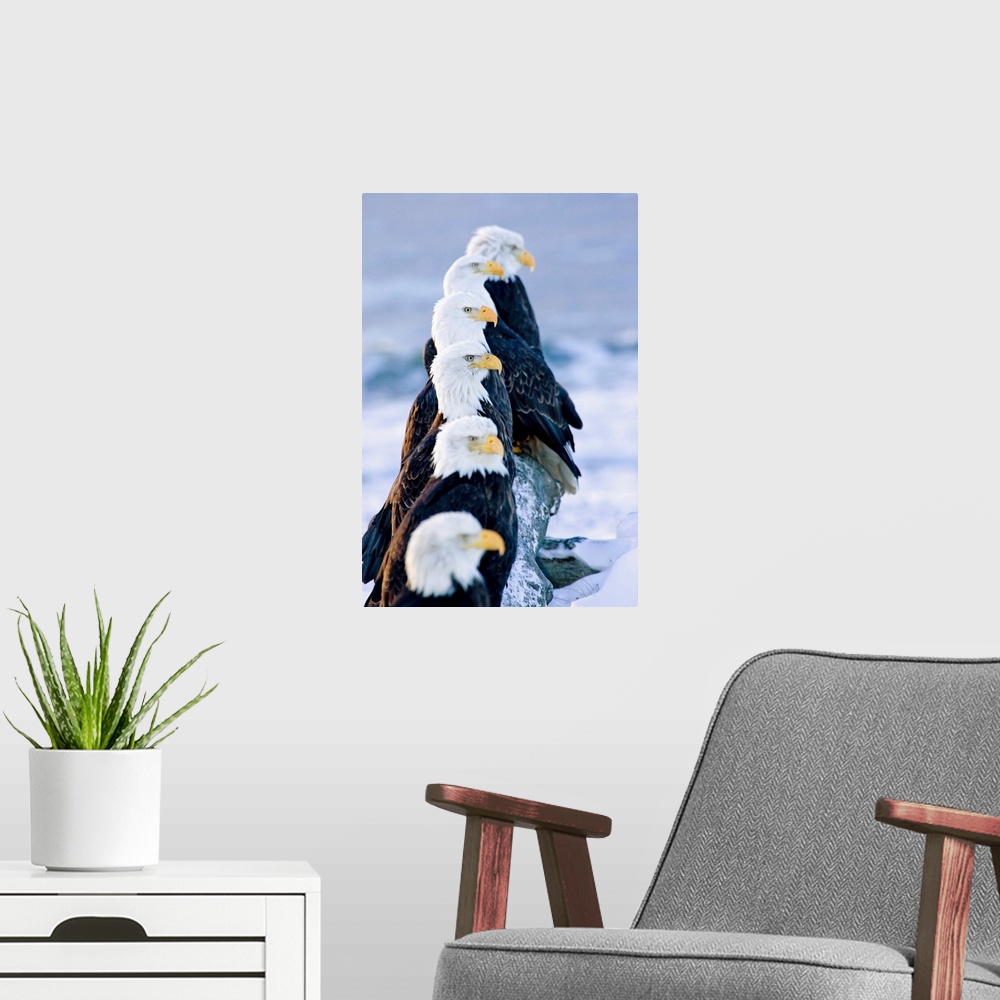 A modern room featuring Six Bald Eagles On Log, Homer Spit Kachemak Bay, Kenai Peninsula, Alaska