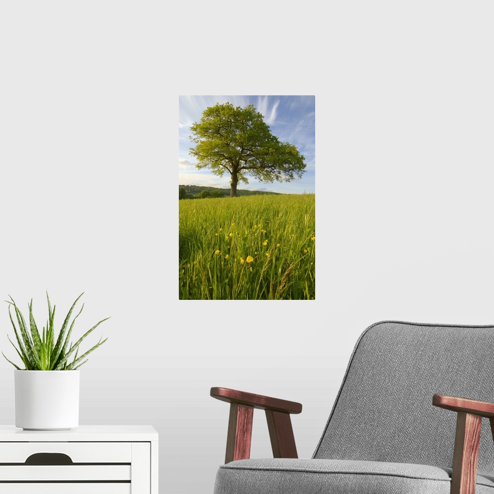 A modern room featuring Solitary Oak Tree And Wildflowers In Field