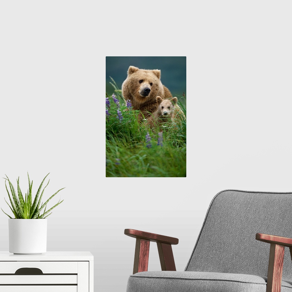 A modern room featuring Sow Grizzly & Cubs in Grass Hallo Bay Katmai NP Alaska