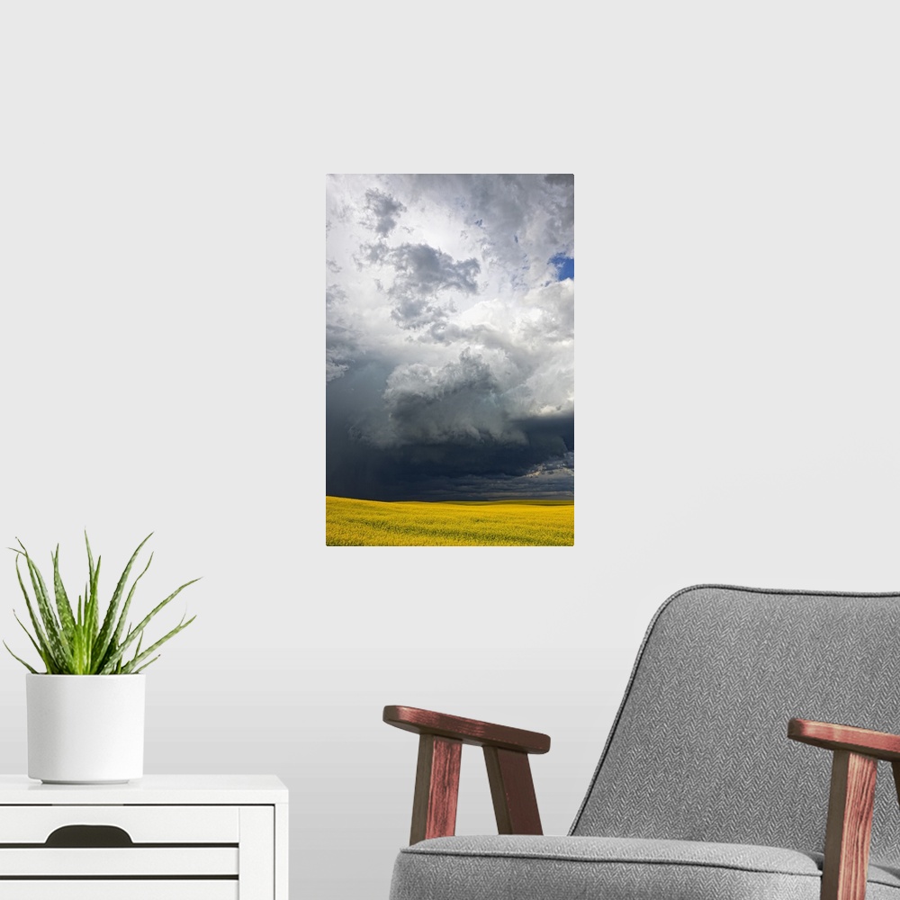 A modern room featuring Storm clouds gather over a sunlit canola field in southern Alberta, Alberta, Canada