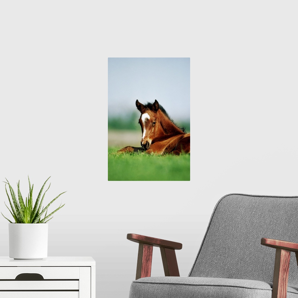 A modern room featuring Thoroughbred Foal, Ireland